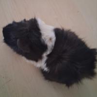 Cavie porcellini d'india