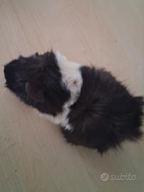 Cavie porcellini d'india