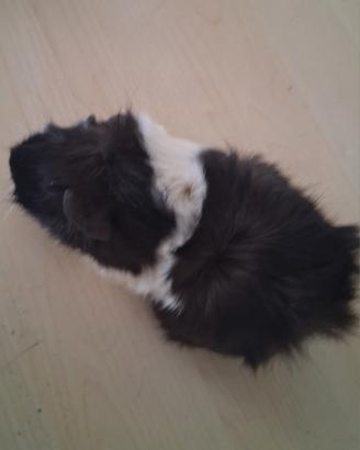 Cavie porcellini d'india