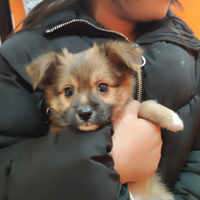 Cucciolo di chihuahua