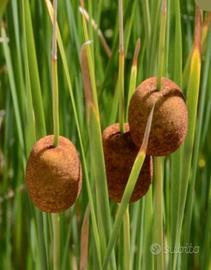 Pianta typha minima