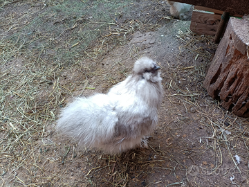 Galli e galline di razza moroseta