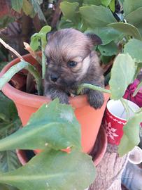 Spitz toy cuccioli