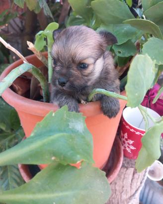Spitz toy cuccioli