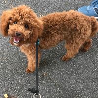 BARBONCINO TOY RED senza pedigree x ACCOPPIAMENTO