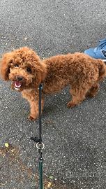 BARBONCINO TOY RED senza pedigree x ACCOPPIAMENTO