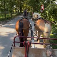 Castrone haflinger/avelignese