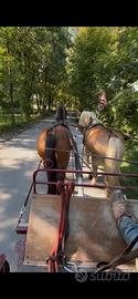 Castrone haflinger/avelignese
