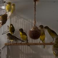 Canarino razza spagnola femmine prossime alle cove