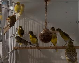 Canarino razza spagnola femmine prossime alle cove