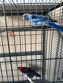 Rosella Pennant coppia