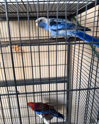 Rosella Pennant coppia