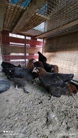 Marans