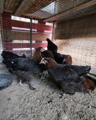 Marans