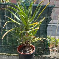 Piante aloe arborescenze