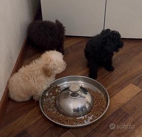 Cucciole di Barboncino Toy con pedigree ENCI