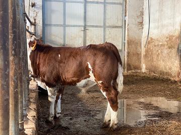 Valdostana pezzata rossa