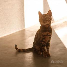 Gattina Bengala