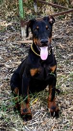 Dobermann