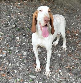 CUCCIOLI DI BRACCO ITALIANO  PEDIGREE ENCI 