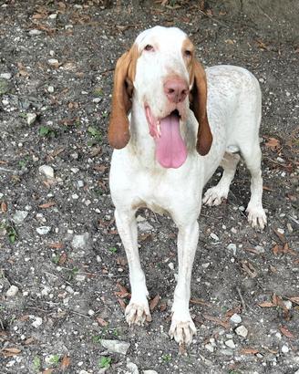 CUCCIOLI DI BRACCO ITALIANO  PEDIGREE ENCI 