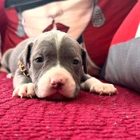 American pitbull terrier