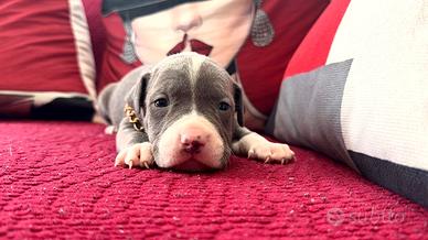 American pitbull terrier