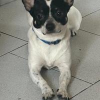 Cagnolino di 2 anni taglia piccola 6kg