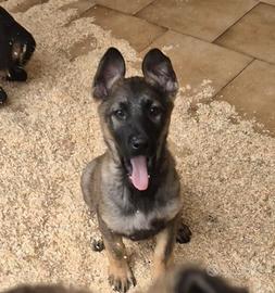 Cuccioli pastore tedesco
