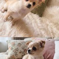 Cucciolo di chihuahua a pelo lungo