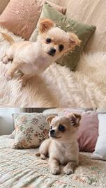 Cucciolo di chihuahua a pelo lungo