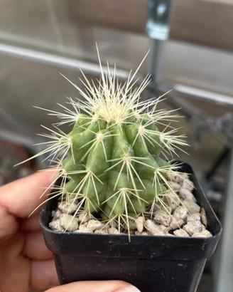 🌵Piante grasse cactus e succulente🌵