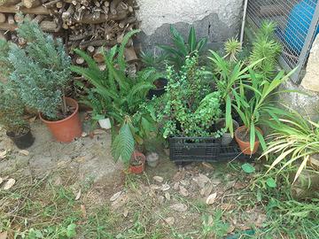 piante sempreverdi 