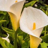 Calla bianca gigante 