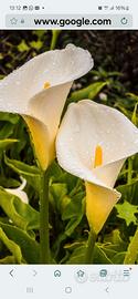 Calla bianca gigante 