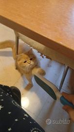 British red golden shaded 1 anno maschio pedigree