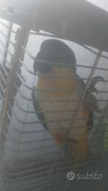 Caicco