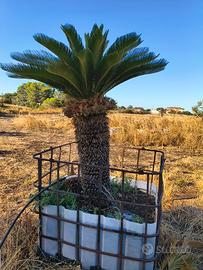 cycas femmina 