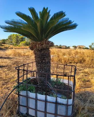 cycas femmina 