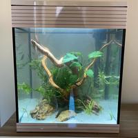 Acquario askoll pure M bianco 40 litri