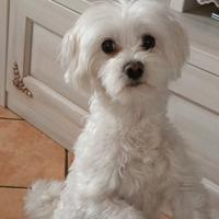 Cagnolino maltese maschio