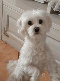 Cagnolino maltese maschio