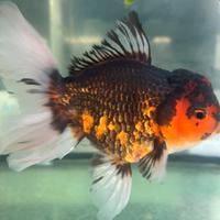 Oranda lion head mix XXL