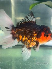 Oranda lion head mix XXL