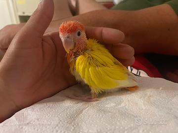 Inseparabile allevato a mano