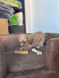Cucciola maltipoo toy mini albicocca