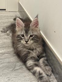 Cucciolo di Maine Coon con pedigree