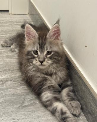 Cucciolo di Maine Coon con pedigree