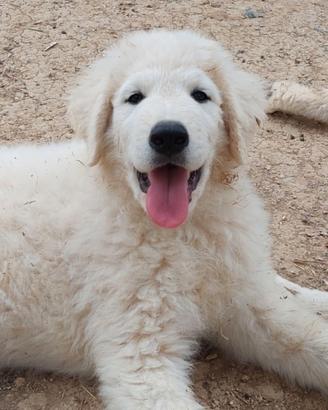 Cuccioli pastore abruzzese 