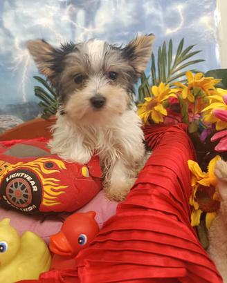 Cuccioli Yorkshire Biewer Taglia Piccola